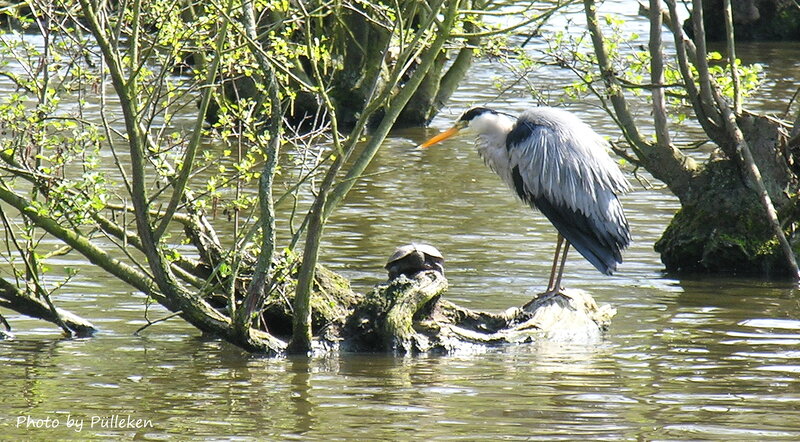 Heron on Log — Green