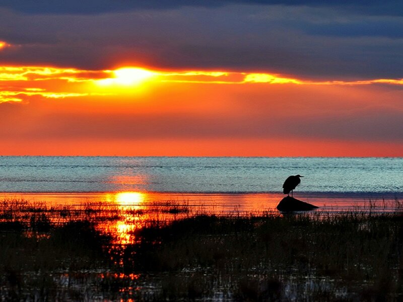Heron on Rock at Sunset — Orange