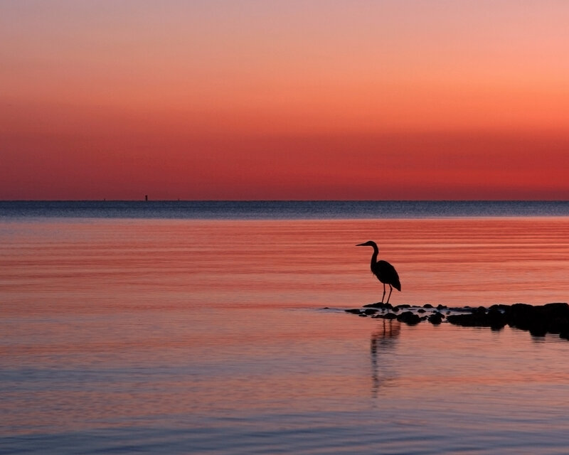 Heron on Rock at Sunset