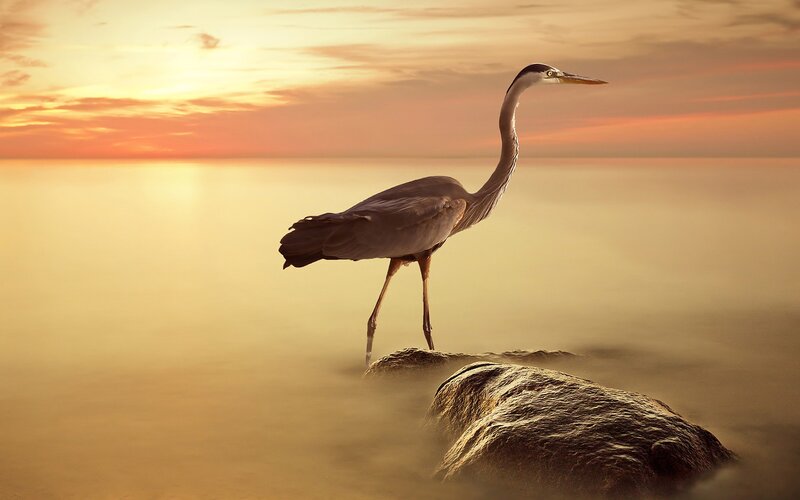 Heron on Rock