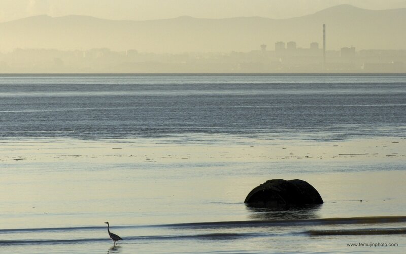 Heron on the shore at dawn