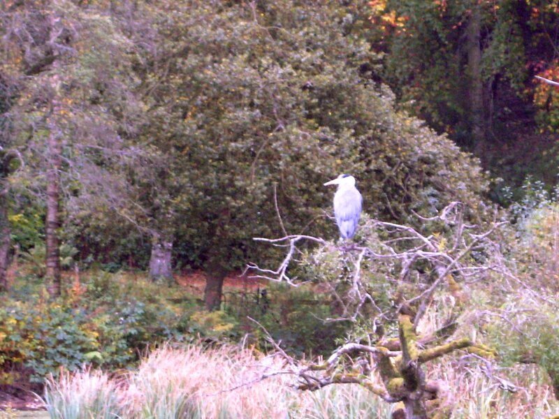 Heron on Tree Branch