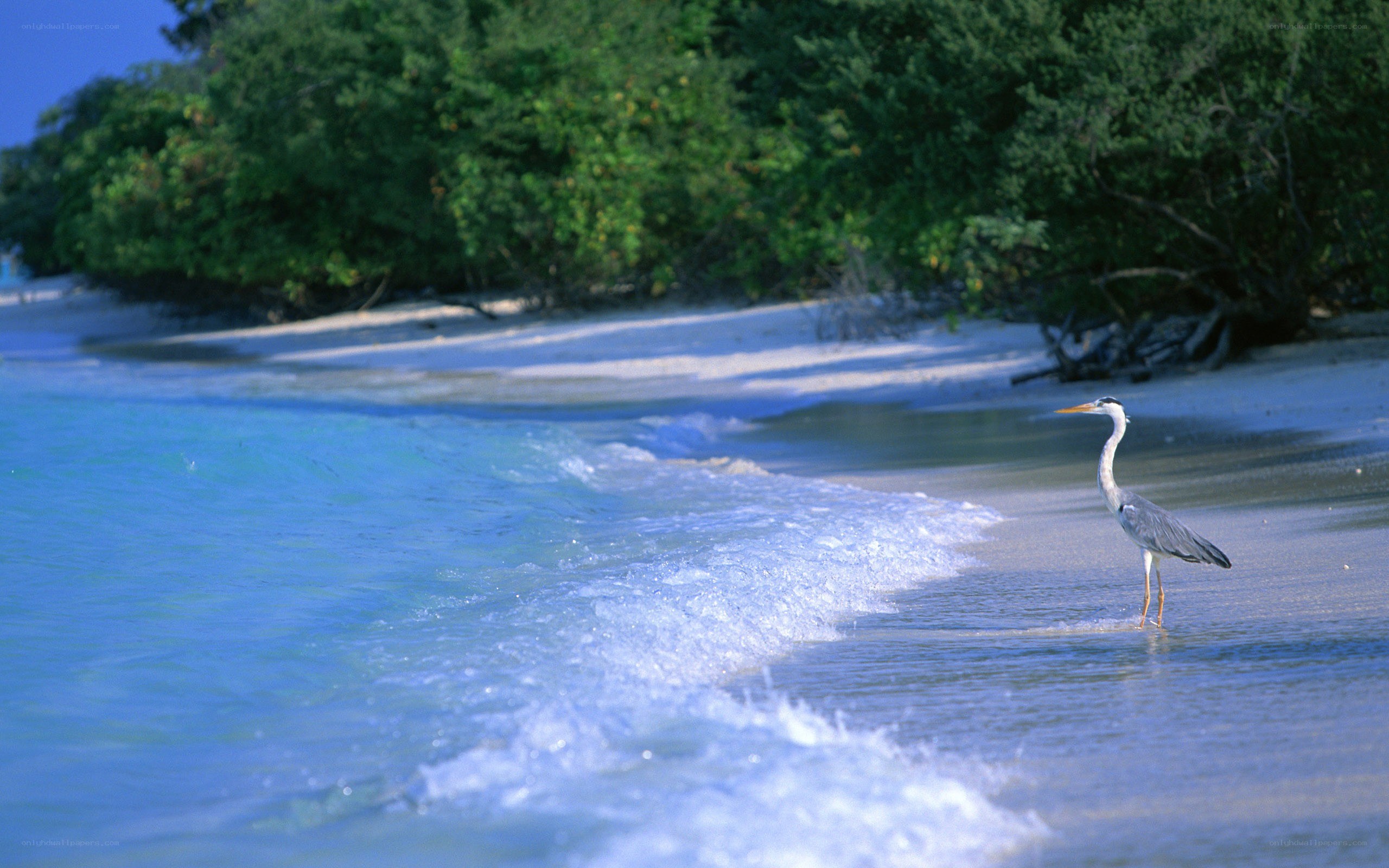 Heron on tropical beach