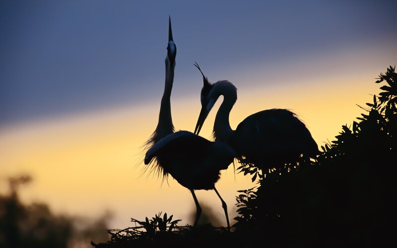 Heron pair at sunset