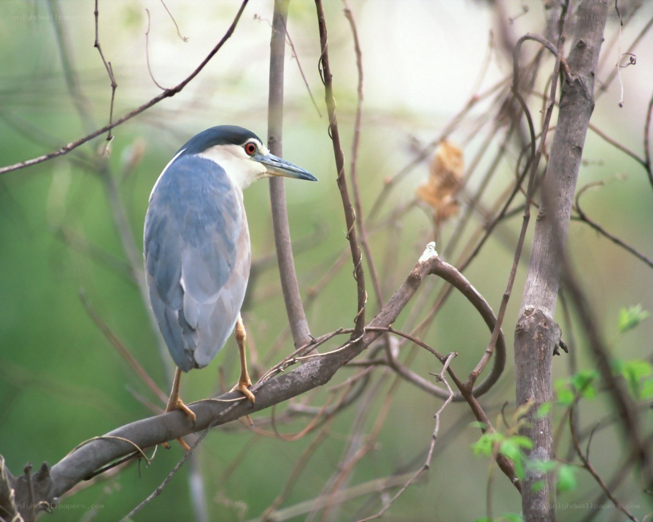 heron perched on a branch