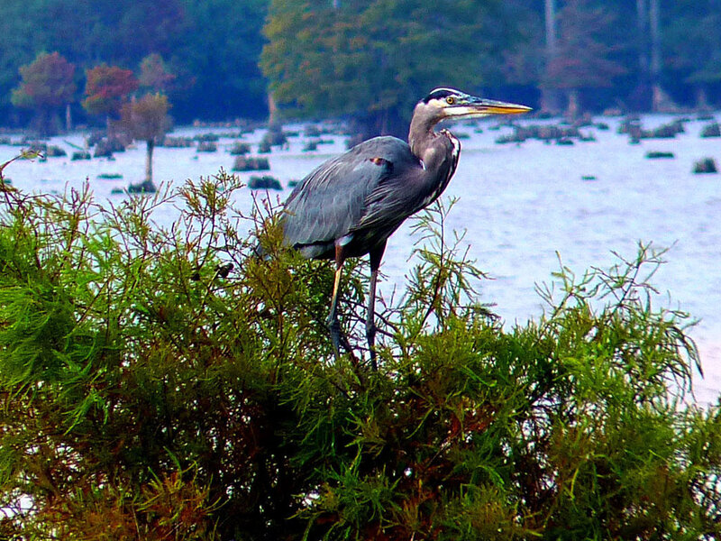 Heron perched on a bush