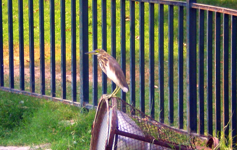 Heron perched on a fence