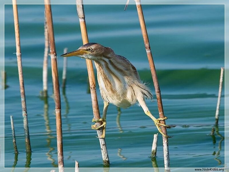 Heron perched on reed