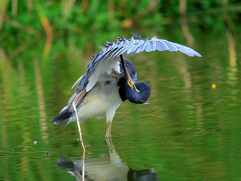 Heron Preening Feathers — Green