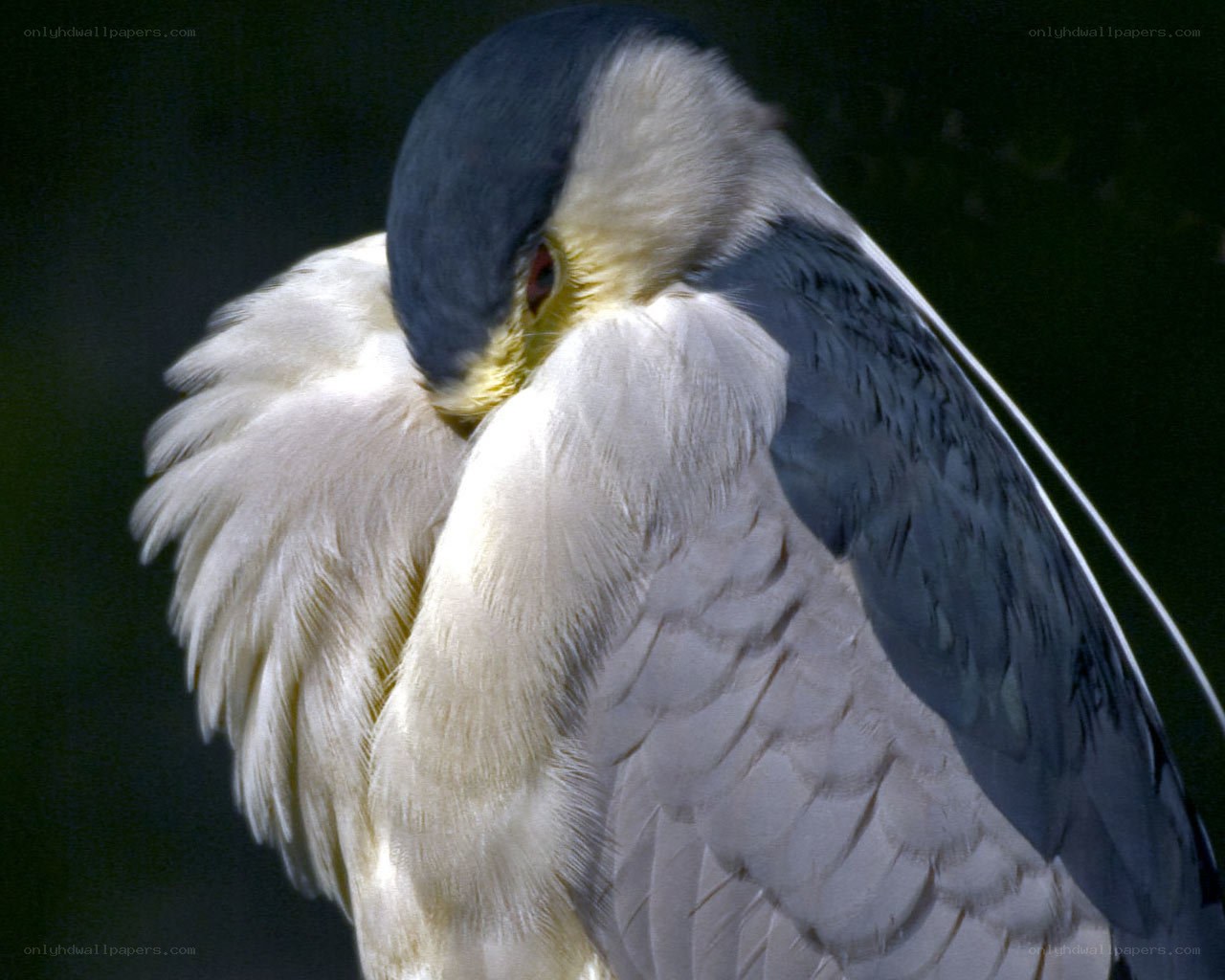 heron preening feathers