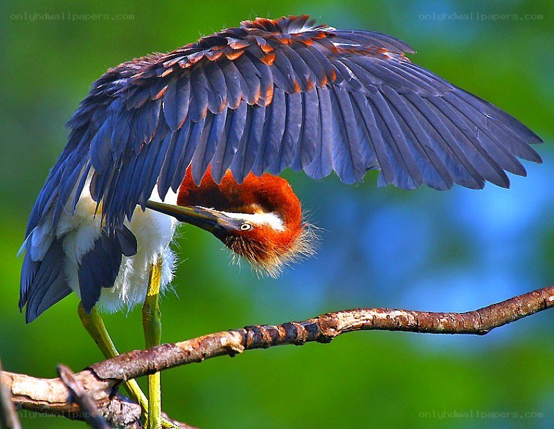Heron preening on a branch