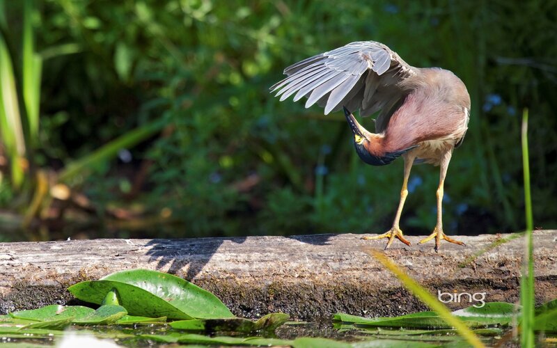 Heron preening on log