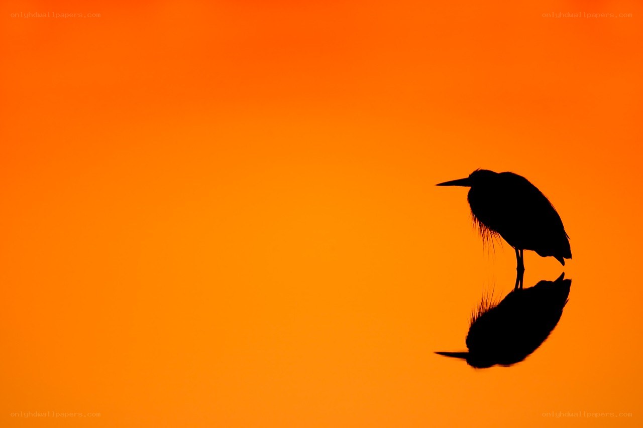 Heron silhouette at sunset