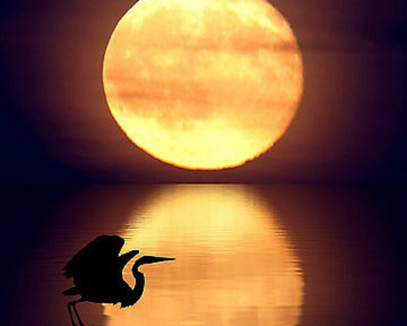 Heron Silhouette