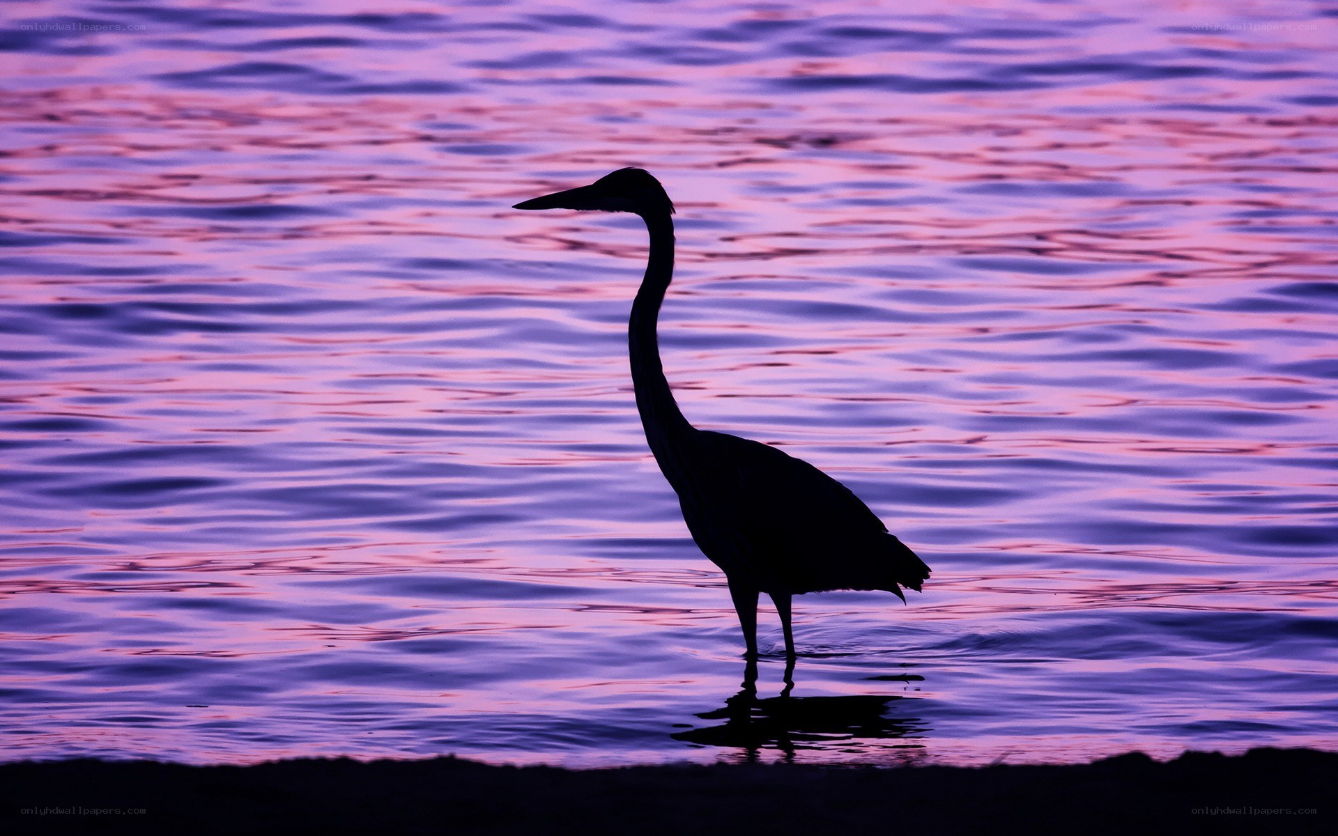 Heron silhouetted at dusk