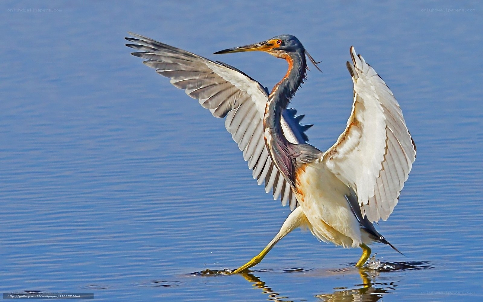 Heron spreading wings in water