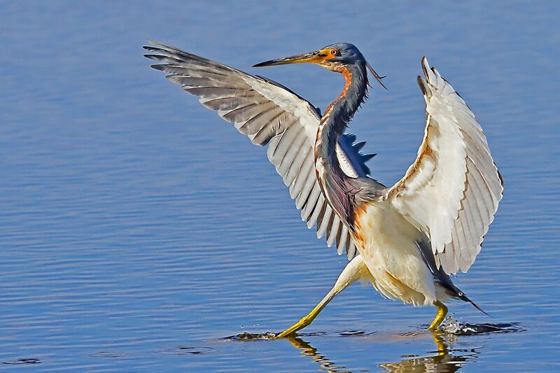 Heron Spreading Wings