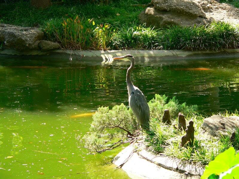 Heron Standing by Pond