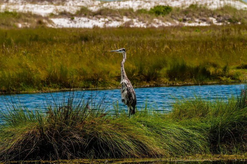 Heron Standing in Marsh