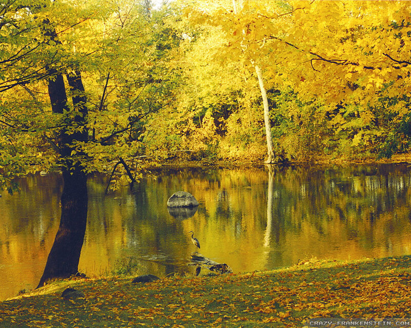 Heron Standing in Pond