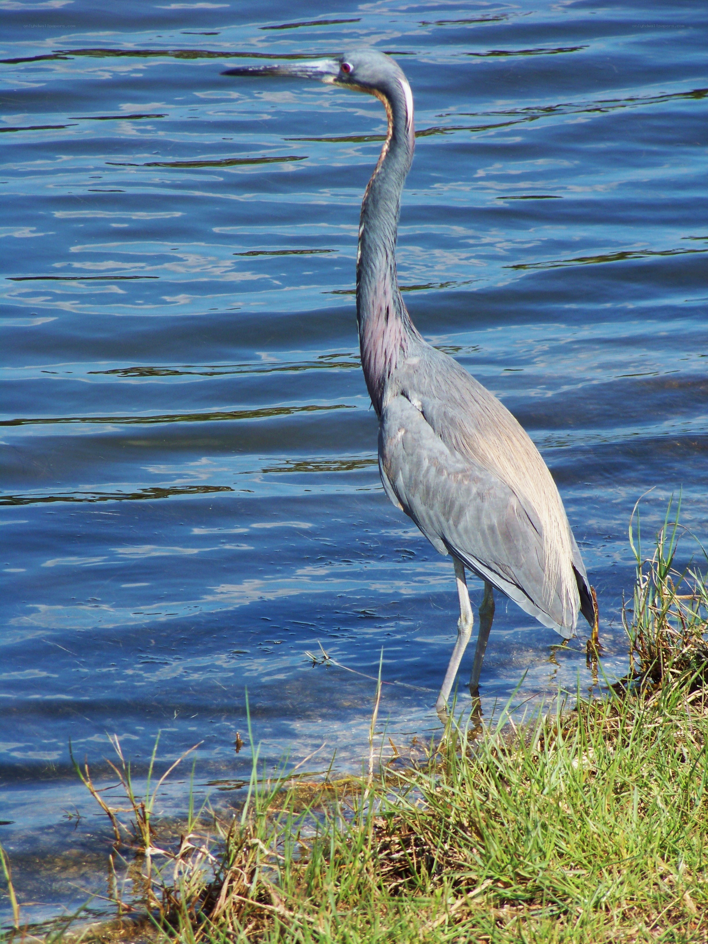 heron standing in shallow water