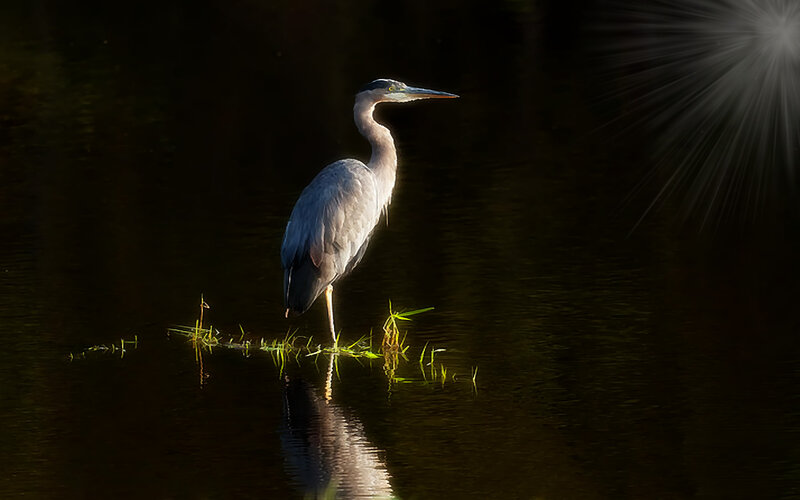 Heron Standing in Water — Gray
