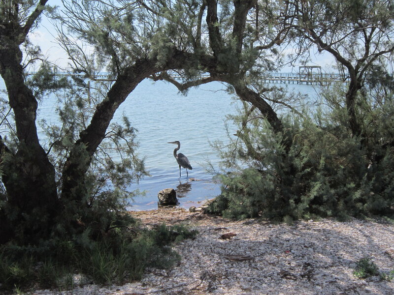 Heron Standing in Water — Green