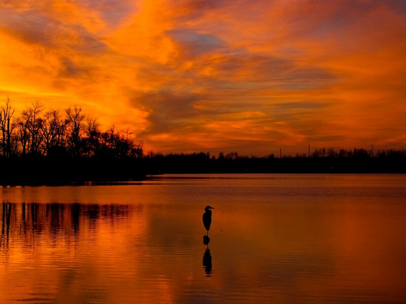 Heron Standing in Water — Orange, Dramatic