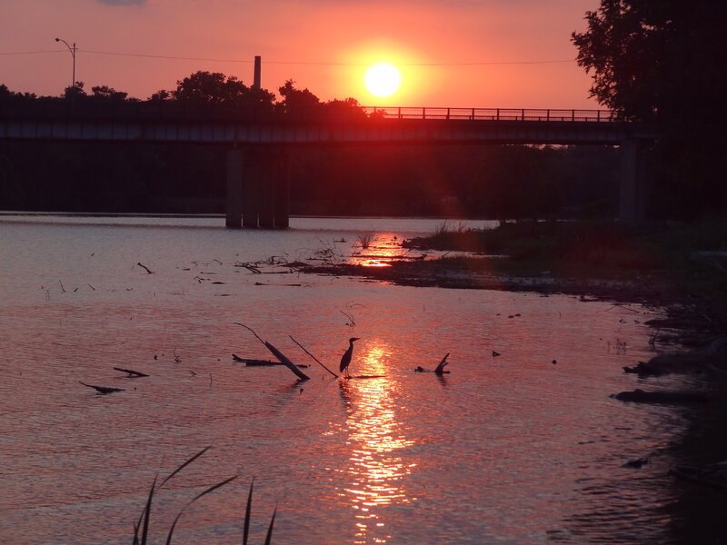 Heron Standing in Water — Orange, Serene, Sunset