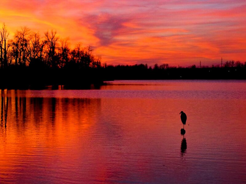 Heron Standing in Water — Orange, Serene
