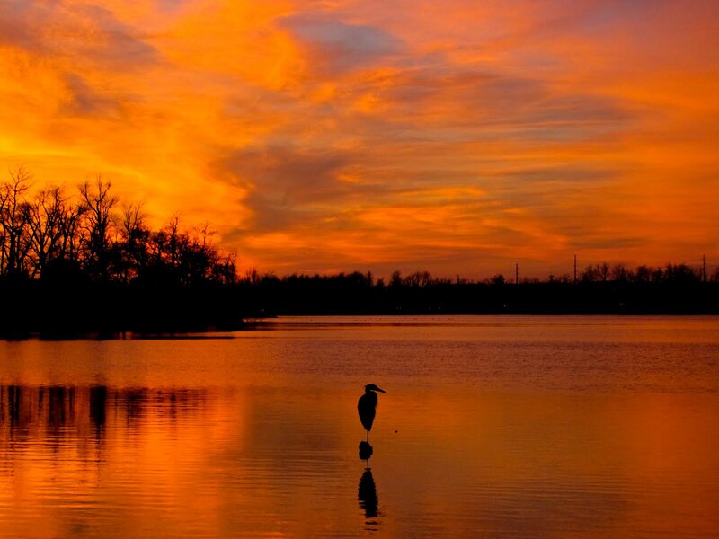Heron Standing in Water — Orange