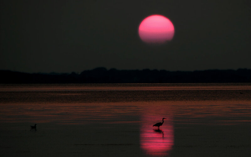 Heron Standing in Water — Red, Dramatic