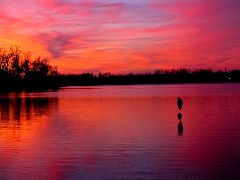 Heron Standing in Water — Red