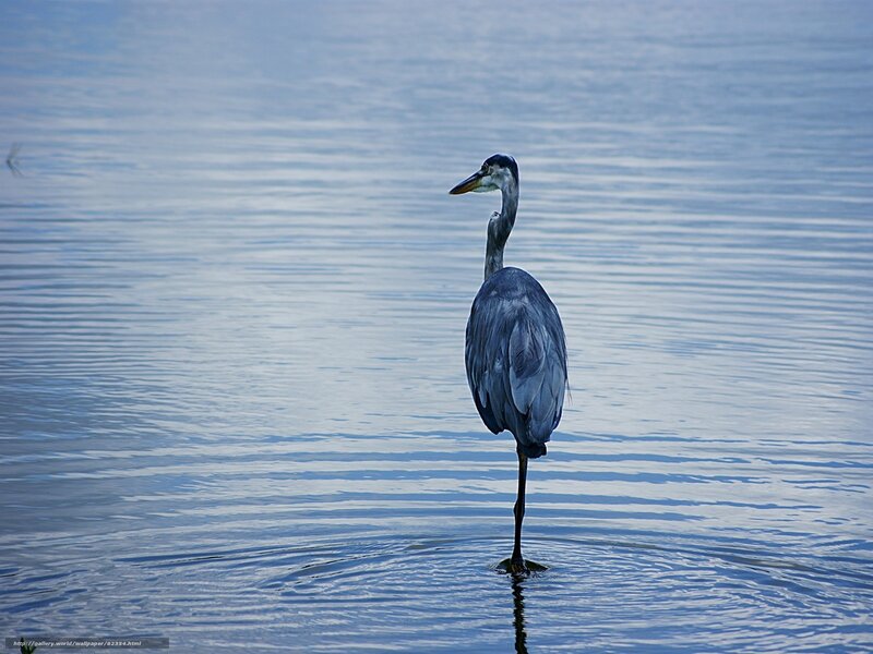 Heron standing in water