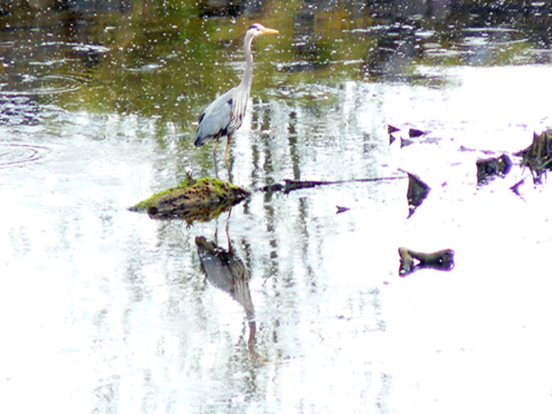 Heron Standing in Water — White