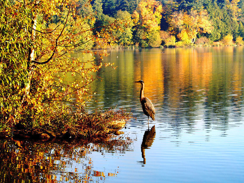 Heron Standing in Water — Yellow