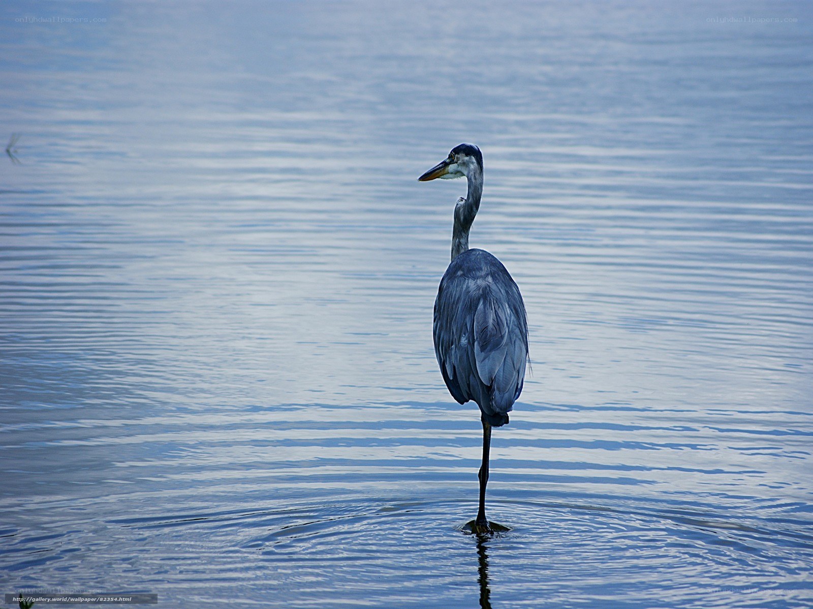 Heron standing in water