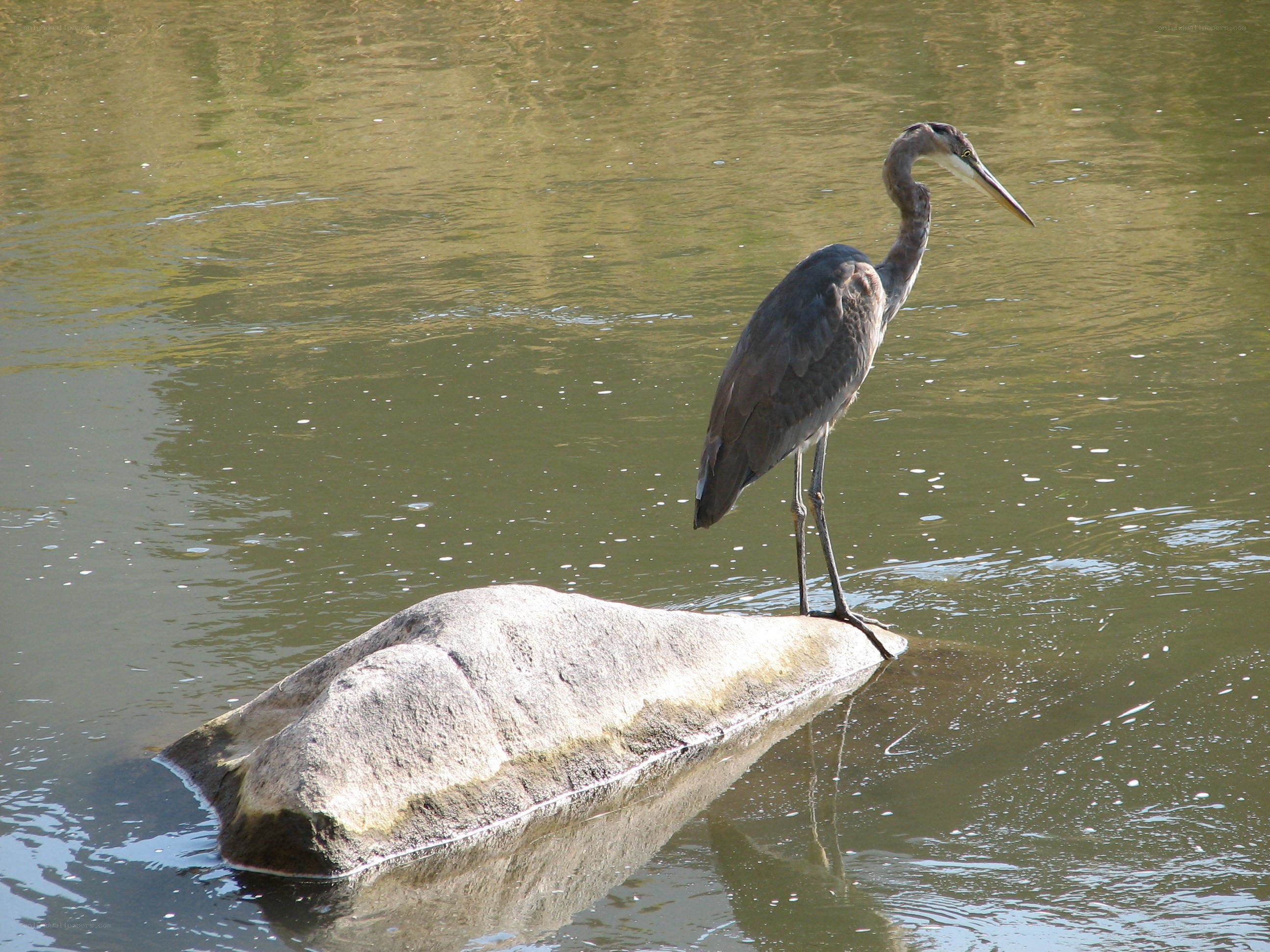Heron standing on a rock
