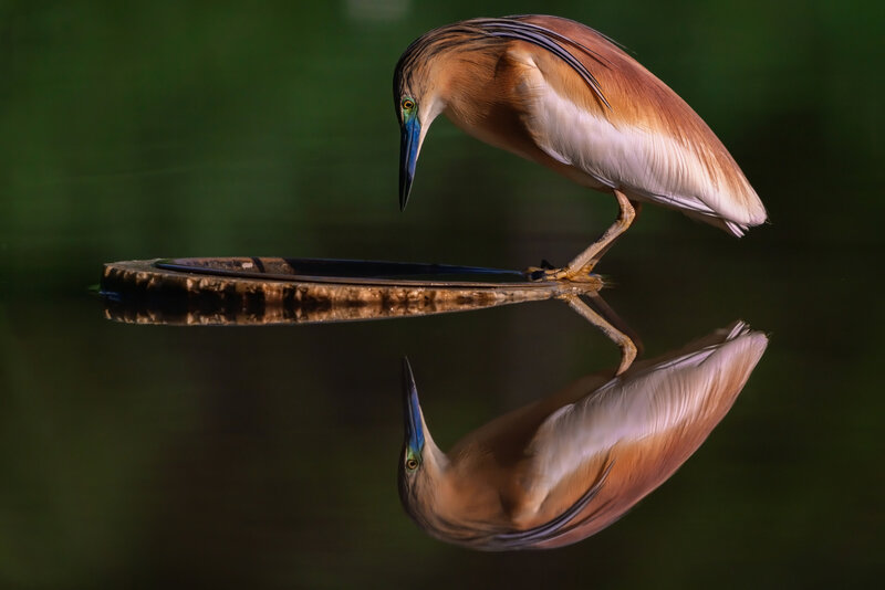 Heron Standing on Log — Brown