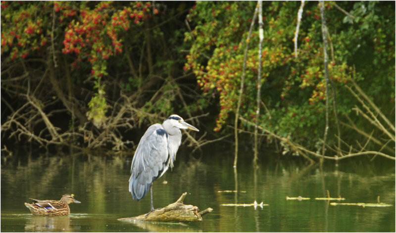 Heron Standing on Log