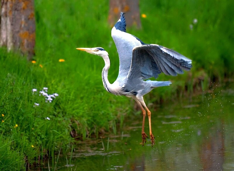 Heron taking flight from water