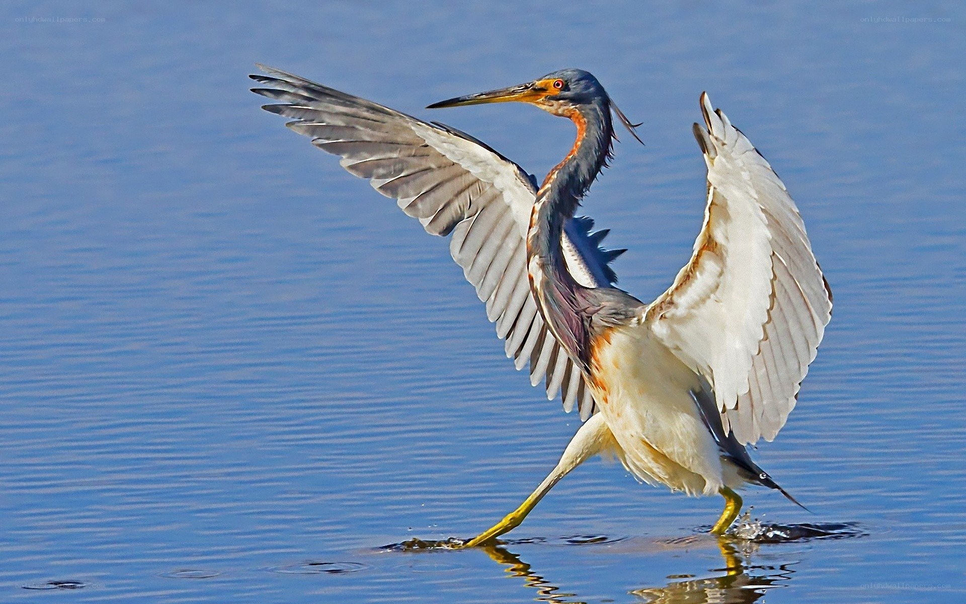 Heron wading in shallow water
