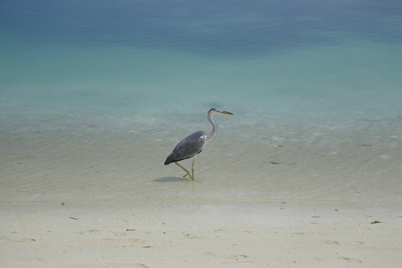 Heron Walking in Shallow Water