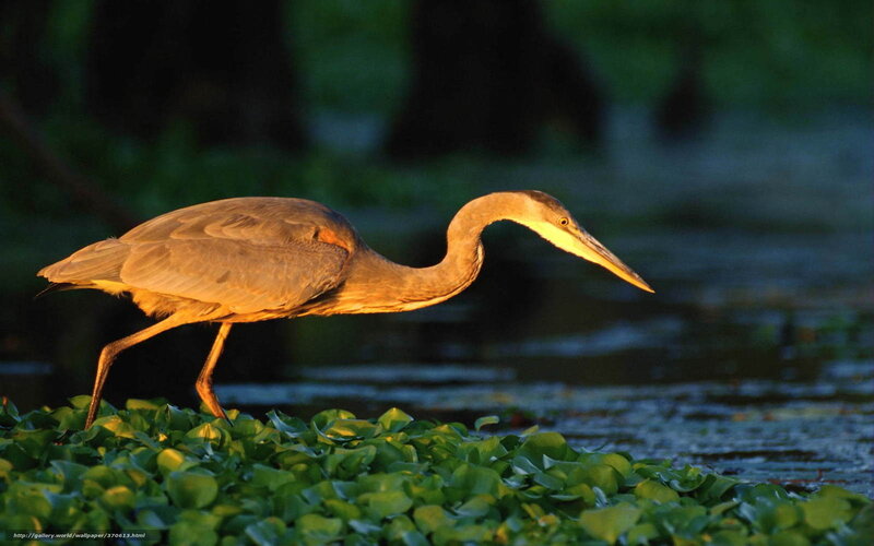 Heron walking on water plants