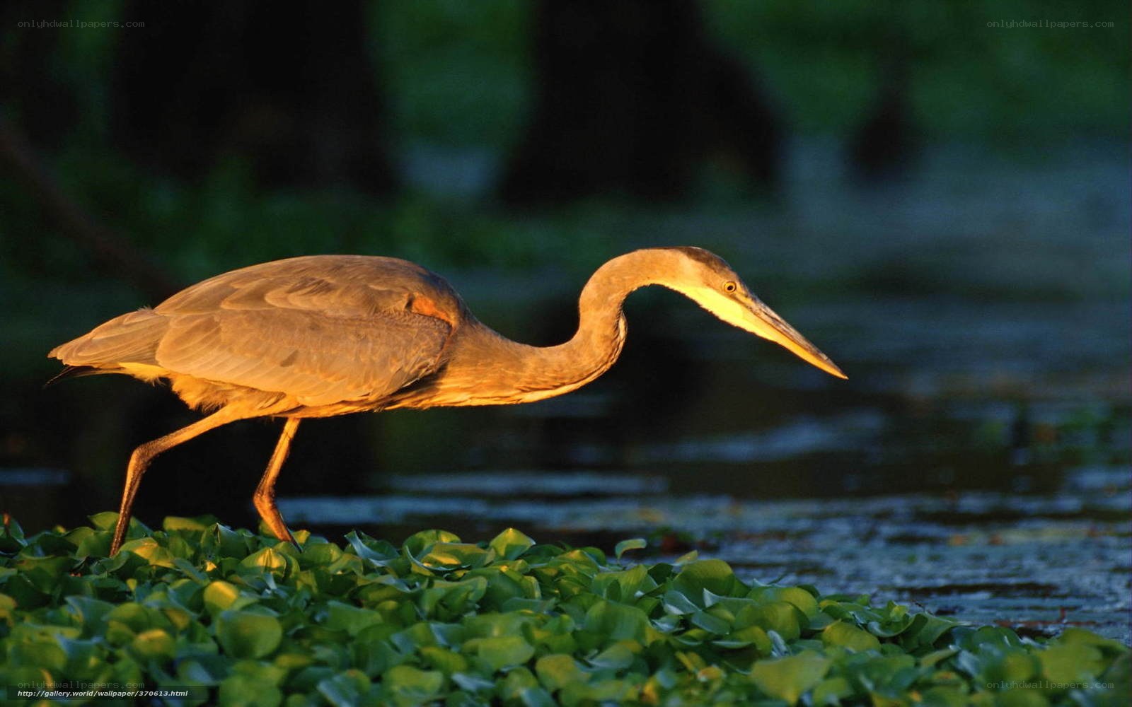 Heron walking on water plants