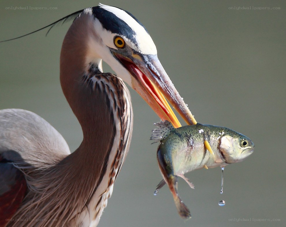 Heron with a fish