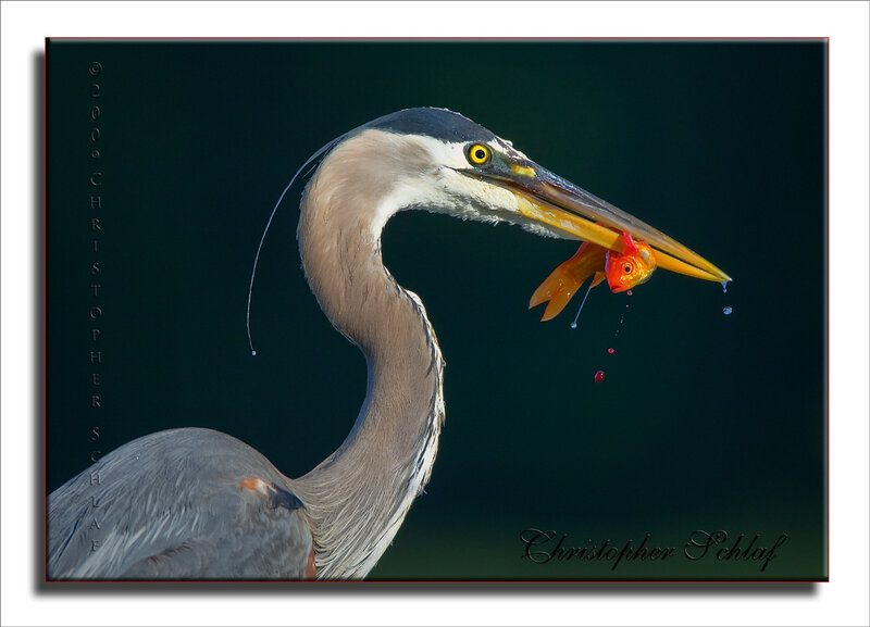 Heron with Fish — Gray