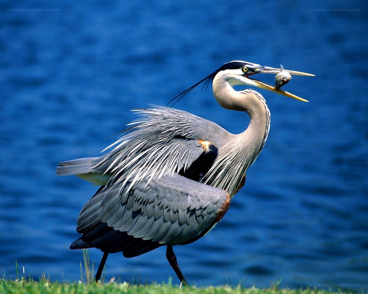 Heron with fish in beak