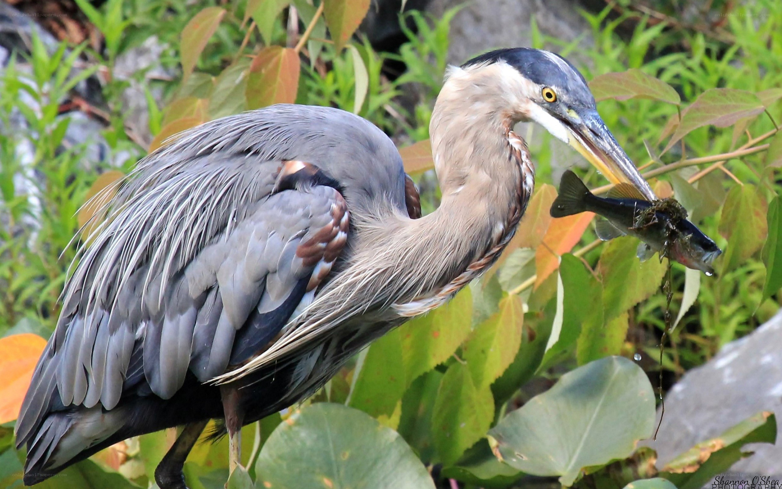 Heron with fish in beak