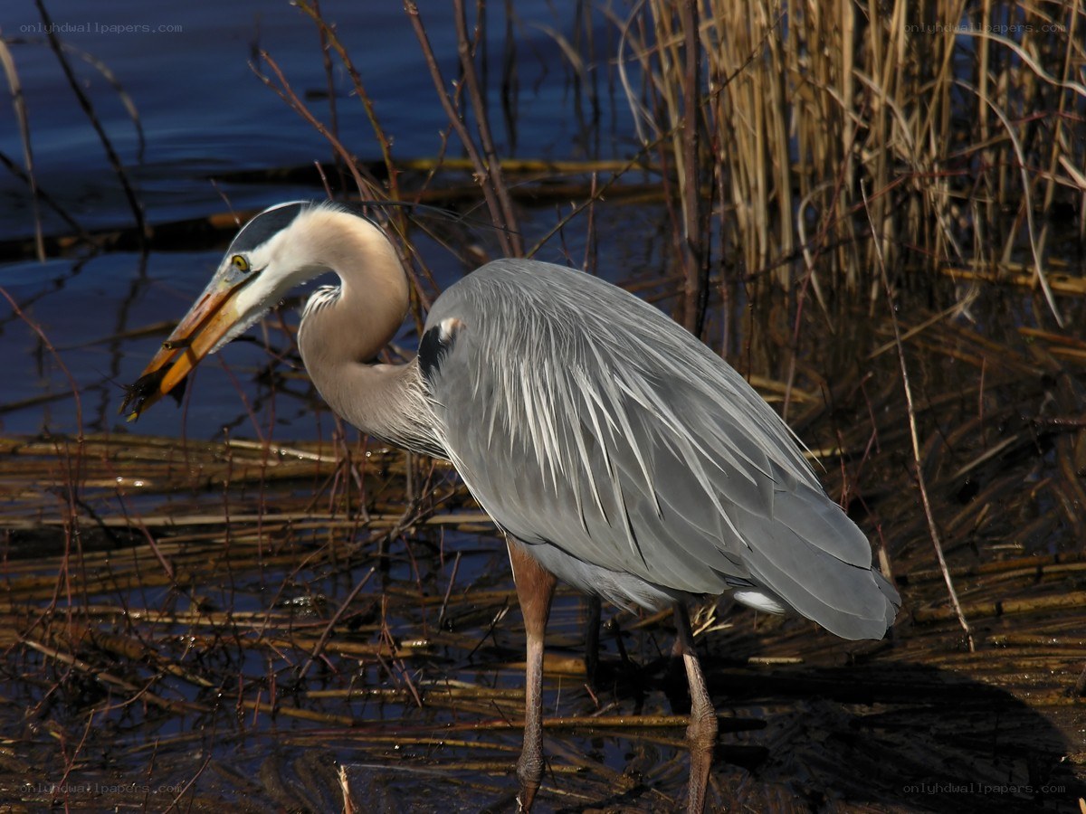 Heron with fish in beak
